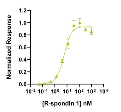 Human R-spondin 1 Qk006 protein bioactivity lot #012