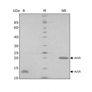 Human Activin A PLUS Qk005 protein purity SDS-PAGE lot #010