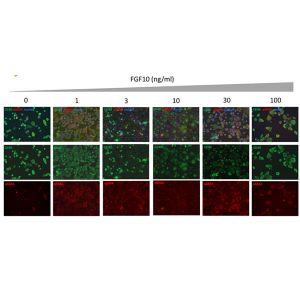 Human FGF-10 Qk003 bioactivity EMT immunofluorescence lot #010