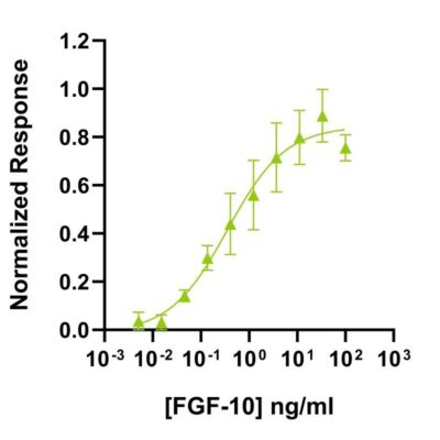 Human FGF-10 Qk003 bioactivity EMT immunofluorescence lot #010