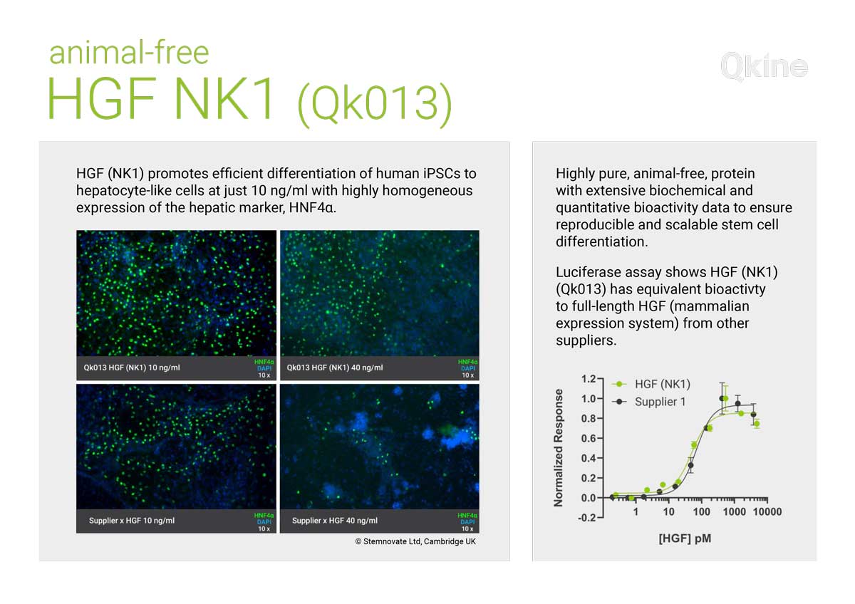 Qkine HGF (NK1) protein