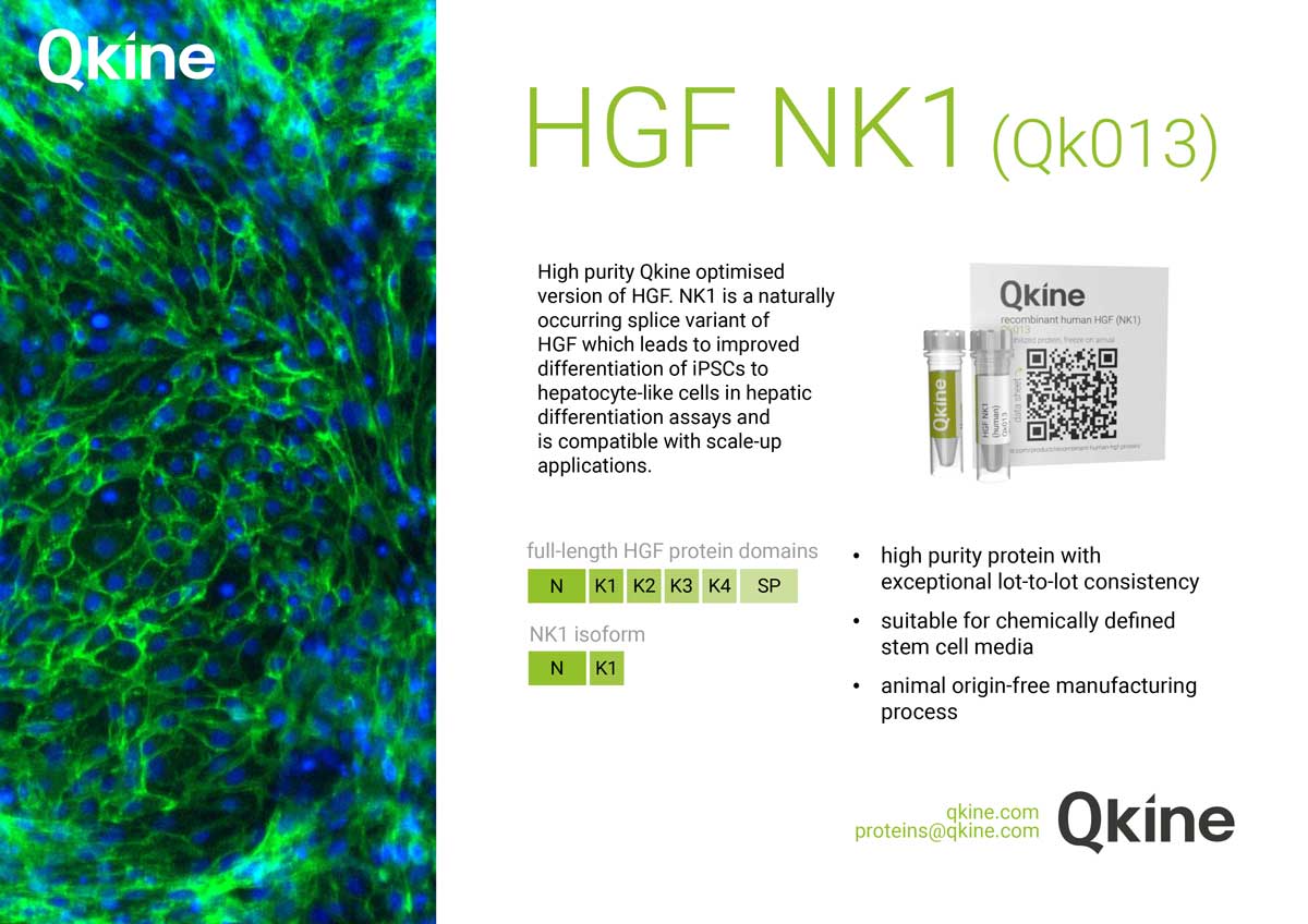 Recombinant human HGF (NK1) protein