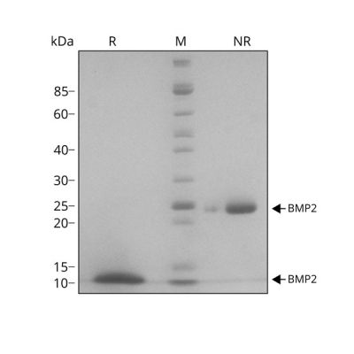 Human BMP2 Qk007 protein purity SDS-PAGE lot #010