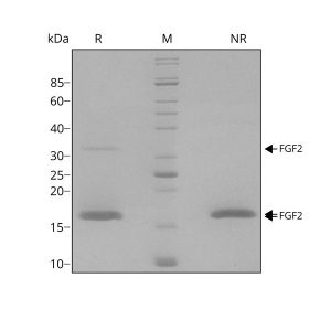 Human FGF2 / bFGF Qk025 protein purity SDS-PAGE lot #014