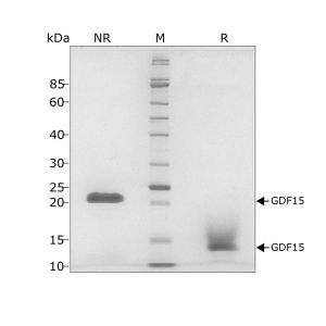 Human GDF15 Qk017 protein purity SDS-PAGE lot #011