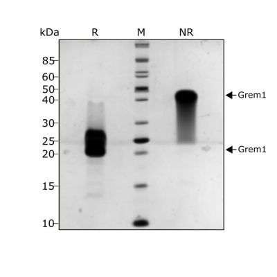 Human Gremlin Qk015 protein purity SDS-PAGE lot #011