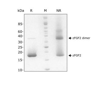 Zebrafish FGF2 / bFGF Qk002 protein purity SDS-PAGE lot #011