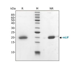 Mouse LIF Qk018 protein purity SDS-PAGE lot #104278