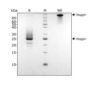 Human Noggin Qk034 protein purity SDS-PAGE lot 104285