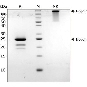 mouse Noggin Qk033 protein purity SDS-PAGE lot #104284