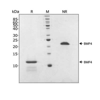 Human BMP4 Qk038 protein purity lot #104294