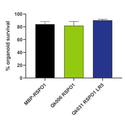 Organoid survival
