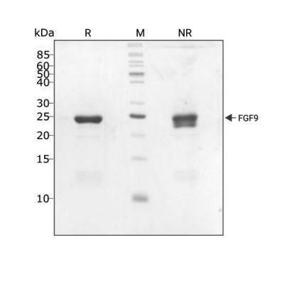 Human BMP4 Qk038 protein purity lot #104294