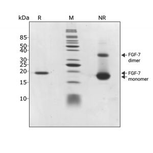 Qkine fgf7 purity