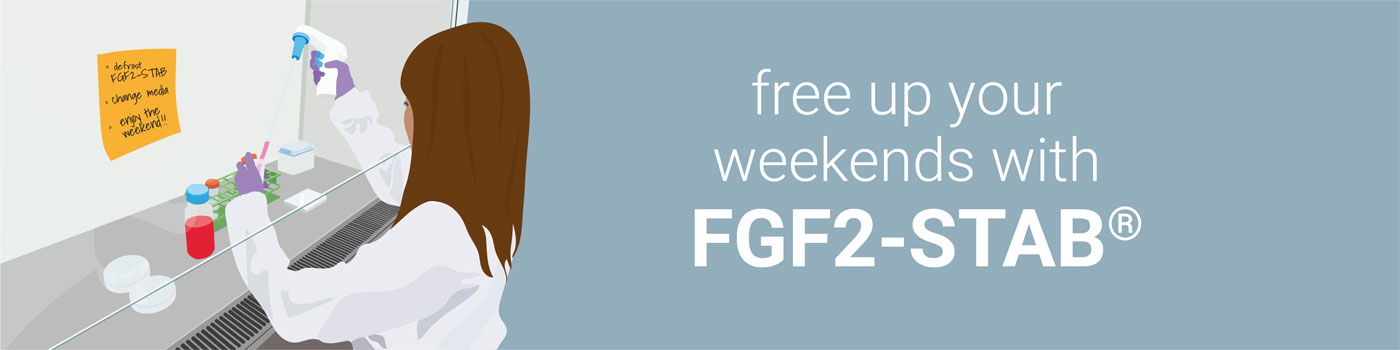 stabilised FGF2-STAB / bFGF2 for weekend-free culture