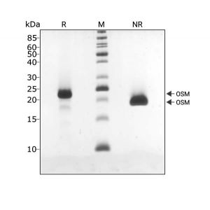 osm-protein-purity