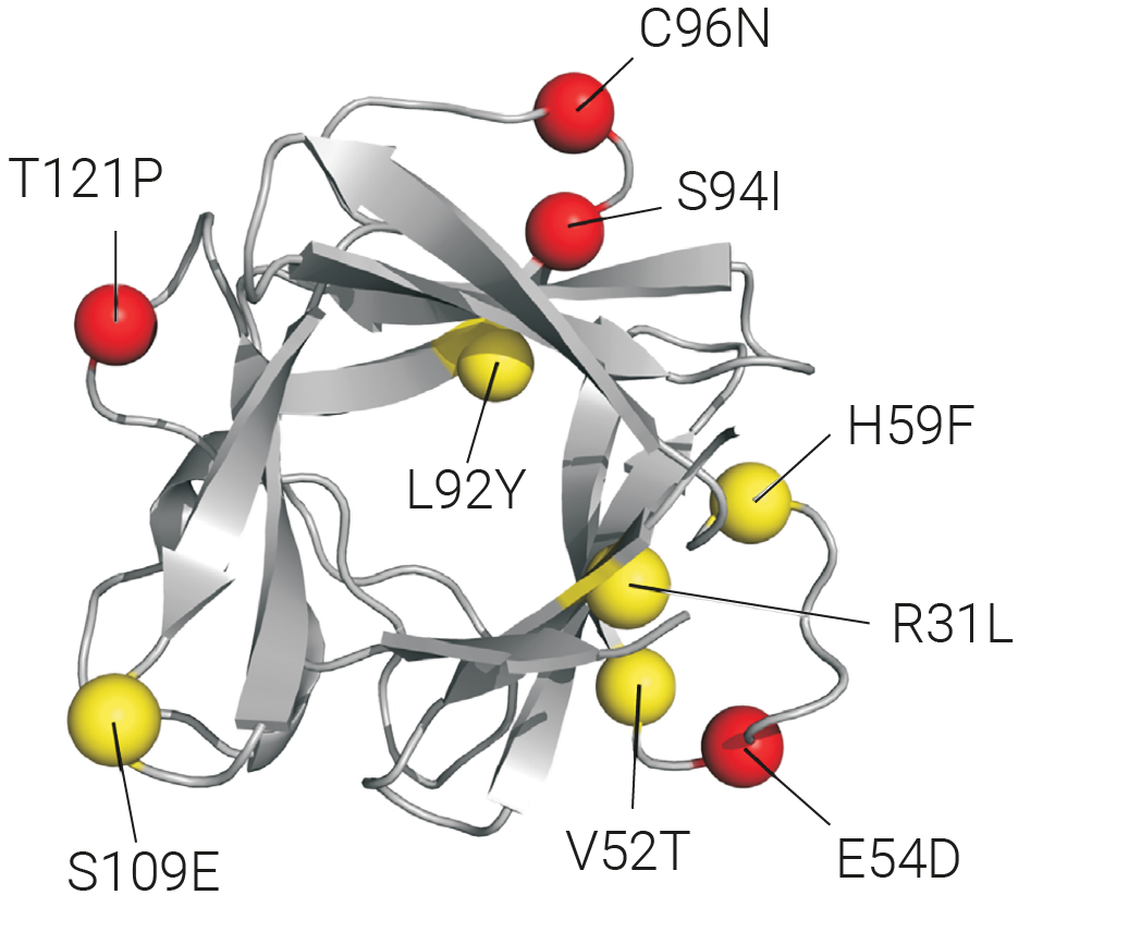 FGF2 G3 Mutations