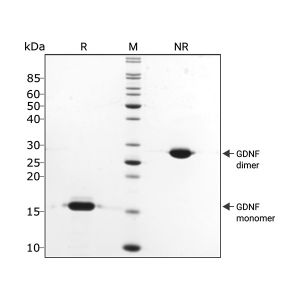 Qkine human gdnf purity SDS page