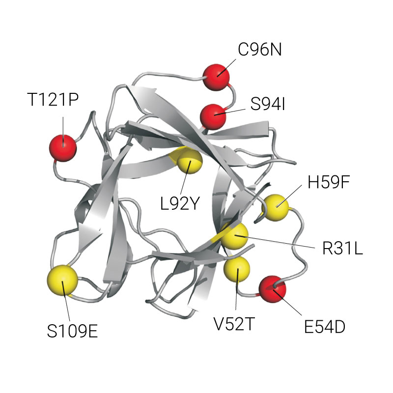 Heat stable (thermostable) FGF-2 / bFGF for stem cell maintenance