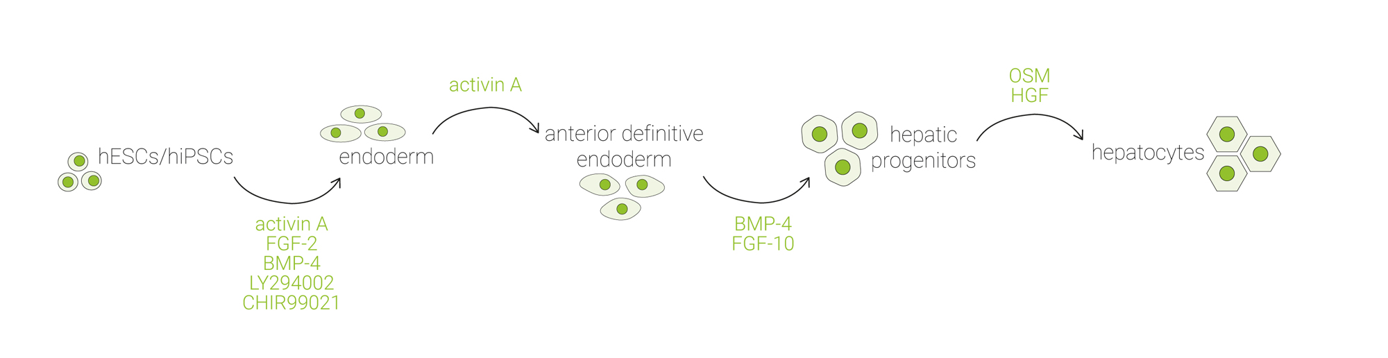 Hepatocyte differentiation from iPSC protocol