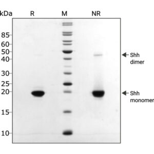 Sonic hedgehog protein purity SDS-PAGE lot 104391