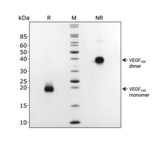 VEGF 165 SDS-PAGE showing high purity