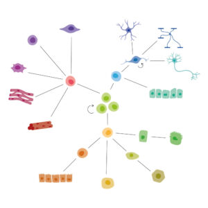 hPSC-differentiation-neural-stem-cell