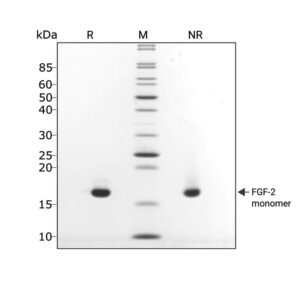 porcine-bovine-FGF2-154aa-Qk056-protein-purity