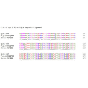 Clustal alignment of human, porcine and bovine HGF proteins.