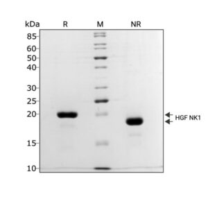 Bovine HGF protein purity in SDS-PAGE