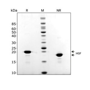 Porcine HGF purity in SDS-PAGE