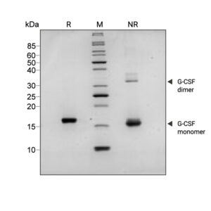 SDS-PAGE gel showing the high purity reduced and non-reduced forms of G-CSF