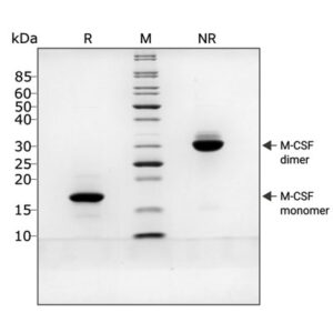 Human M-CSF protein purity graph (Qk075)