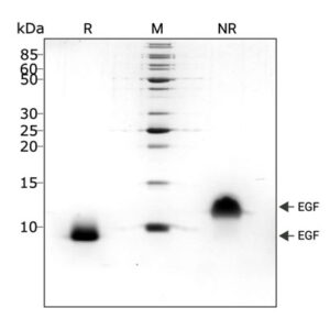 pEGF_purity graph (Qk064)