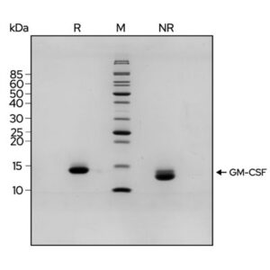 Recombinant human GM-CSF protein (Qk076) - Image 3