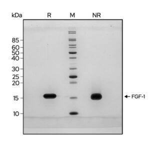 Qk071-FGF-1-purity