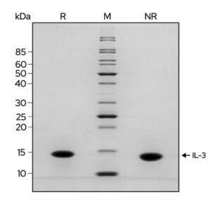 Qkine IL-3 SDS purity