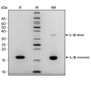 SDS-PAGE gel showing the high purity reduced and non-reduced forms of IL-1β