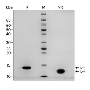 SDS PAGE: SDS-PAGE gel showing the high purity reduced and non-reduced forms of IL-4