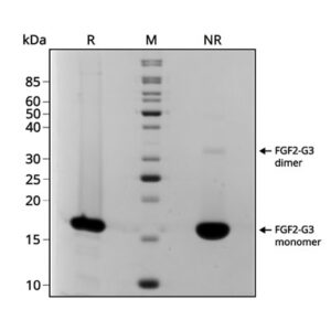 SDS-PAGE gel showing the high purity reduced and non-reduced forms of bovine/porcine FGF2-G3 145 aa