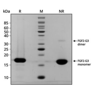 SDS-PAGE gel showing the high purity reduced and non-reduced forms of bovine/porcine FGF2-G3 154 aa