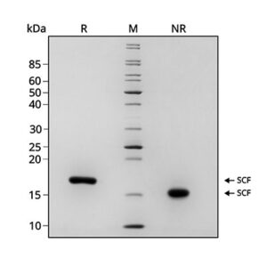 Qk078 SCF gel