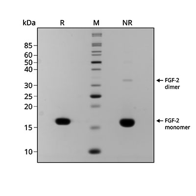 Qk102 sFGF2 (145aa) Gel