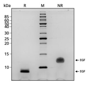 SDS-PAGE gel showing the high purity of mEGF