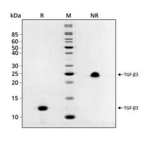 Qkine porcine TGF beta 3 purity - SDS Page