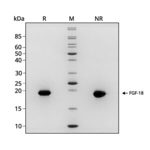 Qkine FGF18 purity SDS page