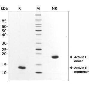 Qkine Activin E PLUS SDS page (Qk067)