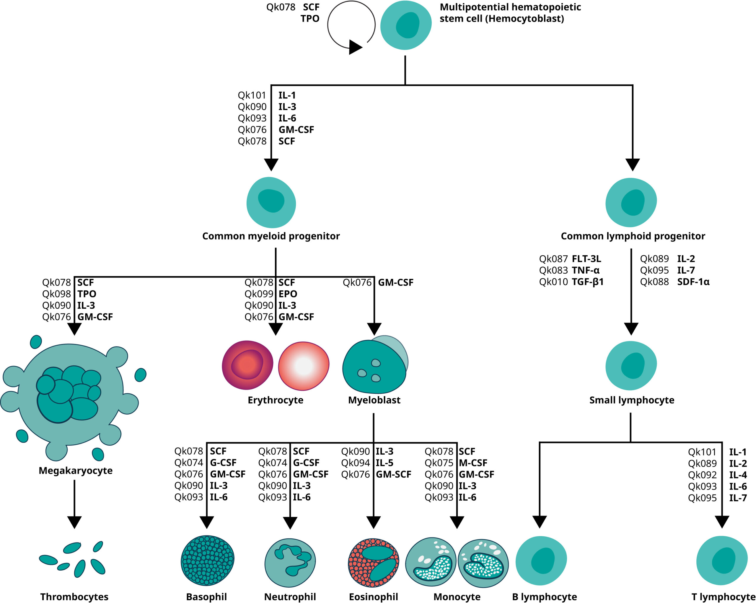 Hematopoietic growth factors