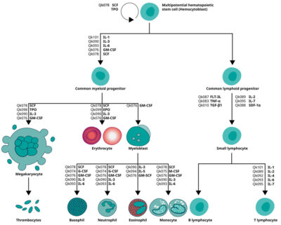 Hematopoietic differentiation schematic