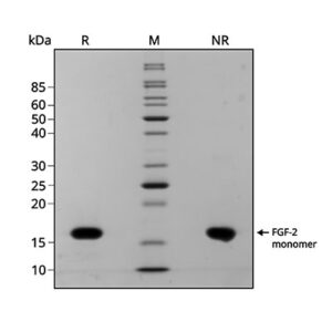 Qkine FGF-2 Tuna purity SDS Page